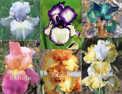 #ad 25pc IRIS SEEDS Garden Plant Flower rare exotic bloom USA seller FREE shipping