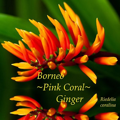 #ad BORNEO PINK Coral Ginger RARE Riedelia coralina Collectors potd Starter plant