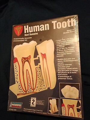 New Lindberg Human Tooth Anatomically Accurate Correct Plastic Science Model Kit