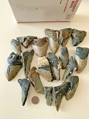 #ad #ad Megalodon Shark Tooth Fossil Dig Kit 3 pounds FUN amp; Educational Free Ship