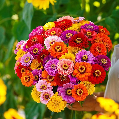 #ad 1000 CALIFORNIA GIANT ZINNIA FLOWER SEEDS Mixed Colors FRESH
