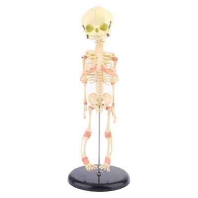 #ad Single for Head Baby Skull Human Research Model Skeleton Anatomical Anatom