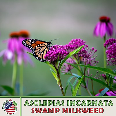 200 Swamp Milkweed Seeds Monarch Butterfly amp; Pollinator Attractor Genuine USA