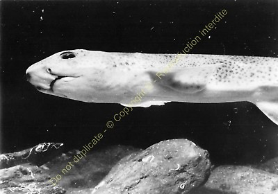 #ad RPPC Photo Fish Pescado Dogfish Scyliorhinus Canicula