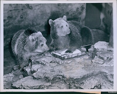 #ad 1960 Brown Bears Petzi amp; Tapsi To Move From W Berlin To Manila Animals Photo 7X9