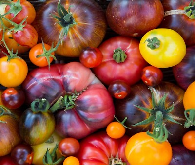 Rainbow Beefsteak Tomato Seeds Heirloom Non GMO Fresh Garden Seeds