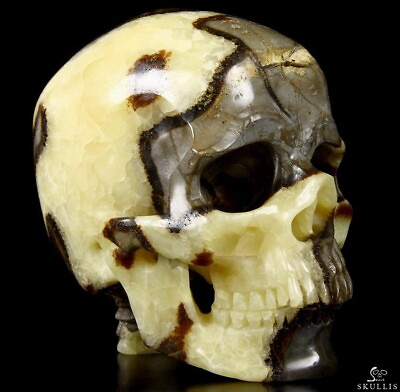 #ad Huge 4.8quot; Dragon Septarian Stone Carved Crystal Skull with Spine
