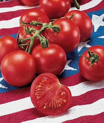 #ad 42 Day tomato Seeds Fastest Tomato in the World to Ripen 30 Seeds
