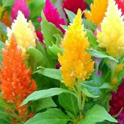 #ad Celosia MIXED PAMPAS PLUME Striking Colors Cut amp; Dried Flowers Non GMO 400 SEEDS