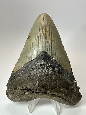 #ad #ad Megalodon Shark Tooth 5.13” Authentic Carolina Fossil Natural 17885