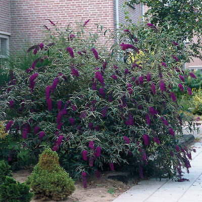 Black Knight Butterfly Bush Live Plant Flowering Outdoor 3 Gallon