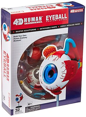 Tedco Human Anatomy Eyeball Anatomy Model