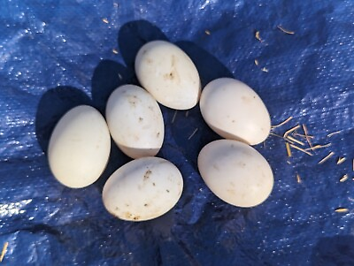#ad 1 Fresh And Fertilized Barnyard Mix Duck Hatching Egg