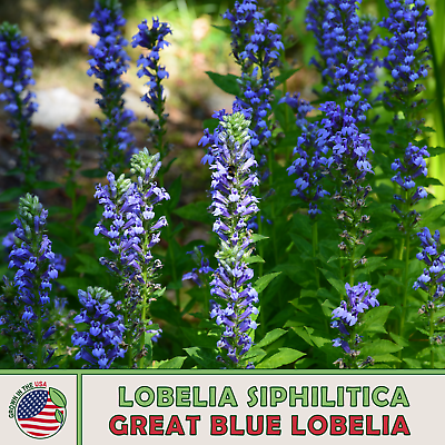 1000 Great Blue Lobelia Seeds Lobelia siphilitica Bee amp; Butterfly Attractor