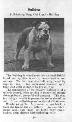 Bulldog 1970 Vintage Dog Art Photo Print Matted GIFT