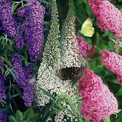 Butterfly Bush Mixed colors 50 Seeds BOGO 50% off SALE