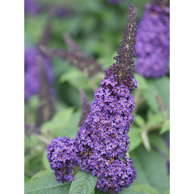 Proven Winners Buddleia Plant Pugster Blue Butterfly Bush Live Shrub 4.5 In Qt