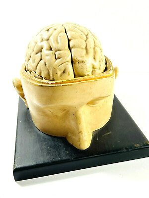 Antique 1930#x27;s Anatomical Head Brain Skull Science Model Denoyer Geppert?