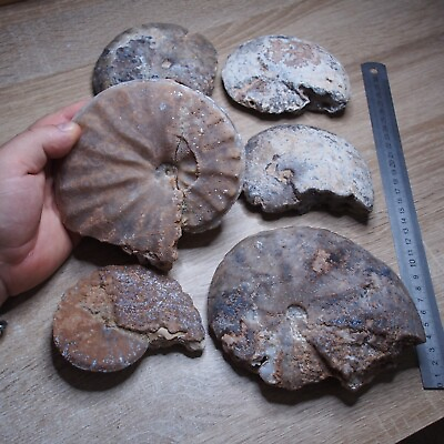 #ad #ad 6pcs Ammonite Chalcedony Mineral Fossil Ammonite Cretaceous Coniacian