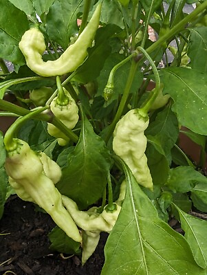 #ad 25 White Ghost mixed shape pepper Seeds.