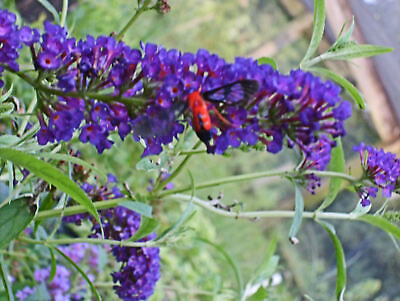 Buddleia BLACK KNIGHT Butterfly Bush Plant Summer Lilac Large Dark Purple Flower