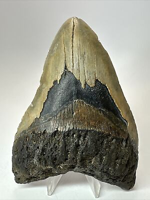 #ad #ad Megalodon Shark Tooth 5.50” Huge Natural Fossil Authentic 17894