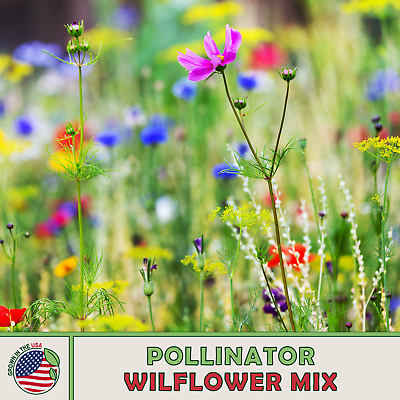Pollinator Wildflower Mix Butterfly amp; Bee Attractor Non GMO Genuine USA