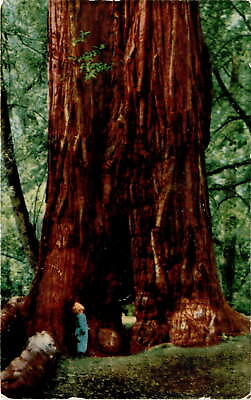 #ad #ad Child among Giant Redwoods on Redwood Highway postcard