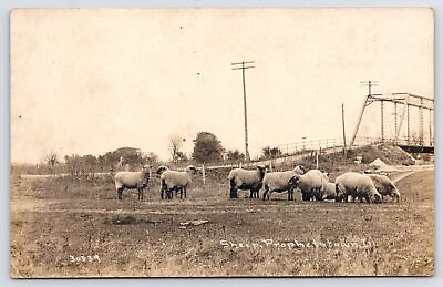 #ad #ad Prophetstown Illinois Sheep Needing To Be Shorn By River Bridge RPPC CR Childs