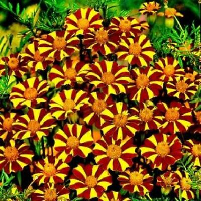 #ad French Marigold COURT JESTER Harlequin Tall Beneficial Plant Non GMO 100 Seeds