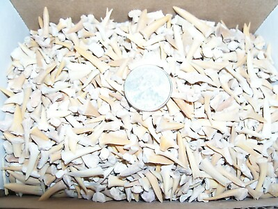 #ad 100 fossil Moroccan shark teeth per lot.