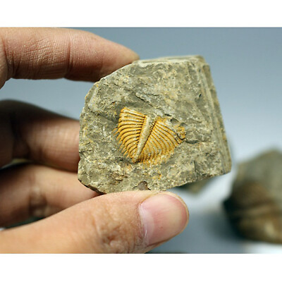 #ad #ad Natural Fossil Trilobite Coronocephalus jastrowi on Matrix Rock Crystal Specimen