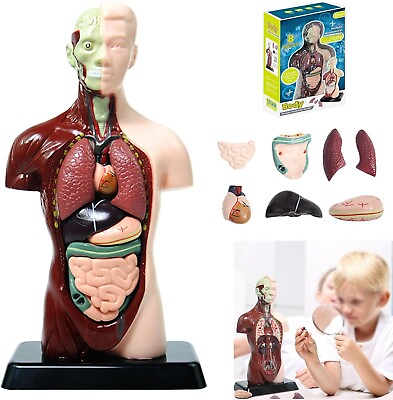 #ad Human Body Assembly Removable Parts Human Torso Anatomy Model Science Kit