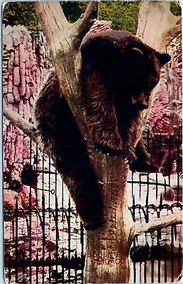 #ad Postcard 1910 Brown Bear the Lincoln Park Zoo Illinois Chicago In a Tree