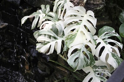 Rare Variegated monstera Albo WHITE TIGER Plants 3 Live Cuttings with Nodes