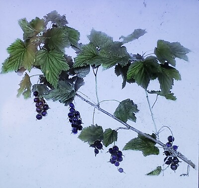 #ad Fruit and Leaves of Wild Black Currant Plant c1920s Magic Lantern Glass Slide