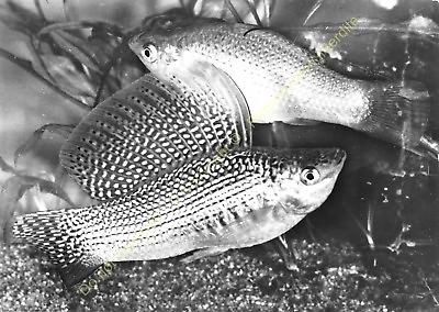#ad RPPC Photo Fish Pescado Molly IN Big Large Back Poecilia Velifera