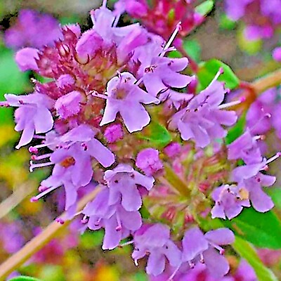 #ad CREEPING THYME 4000 SEEDS PURPLE GROUNDCOVER LAWN HERB DROUGHT ARID PERENNIAL US