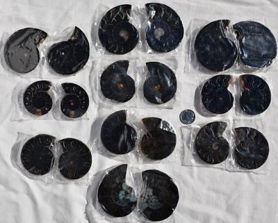 #ad #ad 7941c LOT of TEN 10 RARE 1in100 BLACK Ammonite PAIR Crystals FOSSIL MEDIUM 5 7cm