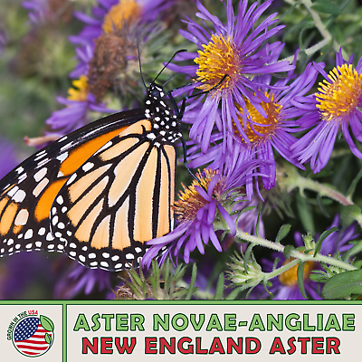 200 New England Aster Seeds Monarch amp; Pearl Crescent Butterfly Attractor