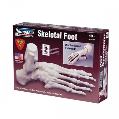 Lindberg Human Skeletal Foot Automically Accurate Science Kit Model