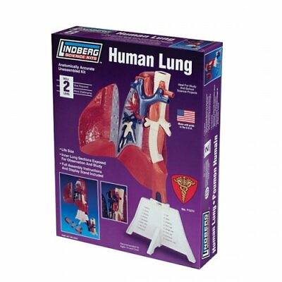 New Lindberg Human Lung Anatomically Accurate Correct Plastic Science Model Kit