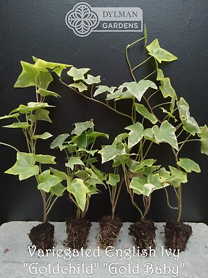 #ad 5 English Ivy #x27;Goldchild#x27; or #x27;Gold Baby#x27; Plants Hedera helix 4 to 6 inches