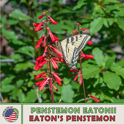 200 Eaton#x27;s Penstemon Seeds Firecracker Beardtongue Bird amp; Butterfly Attractor