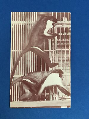 #ad Diana Monkey can be seen in the Monkey House of the Lincoln Park Zoo Chicago