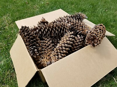 Lot of 12 LARGE Western White Pine Cones 7quot; 9quot; wedding wreaths holiday decor