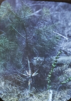 #ad Gerrish Island Maine Pine amp; Gooseberry c1920#x27;s Magic Lantern Glass Slide