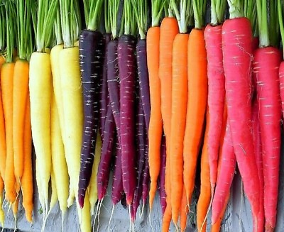 Rainbow Blend Carrot Seeds Heirloom Non GMO Fresh Garden Seeds