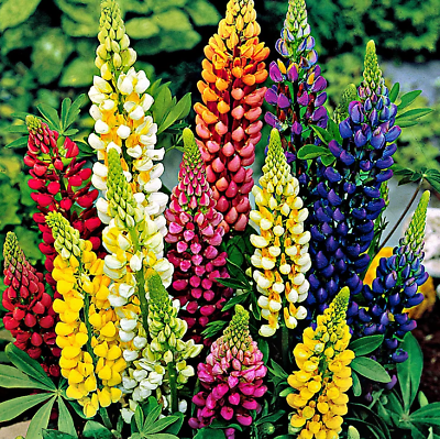 #ad 50 Russell Lupine Mixed Colors Seeds PERENNIAL Hummingbirds amp; Bees Love