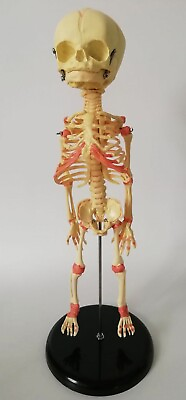 #ad Human New Born One Head Baby Anatomy Skull Skeleton Anatomical Brain 35cm Kits